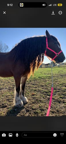 Customer photo review of iCavalos - Horse halter (7 Days)
