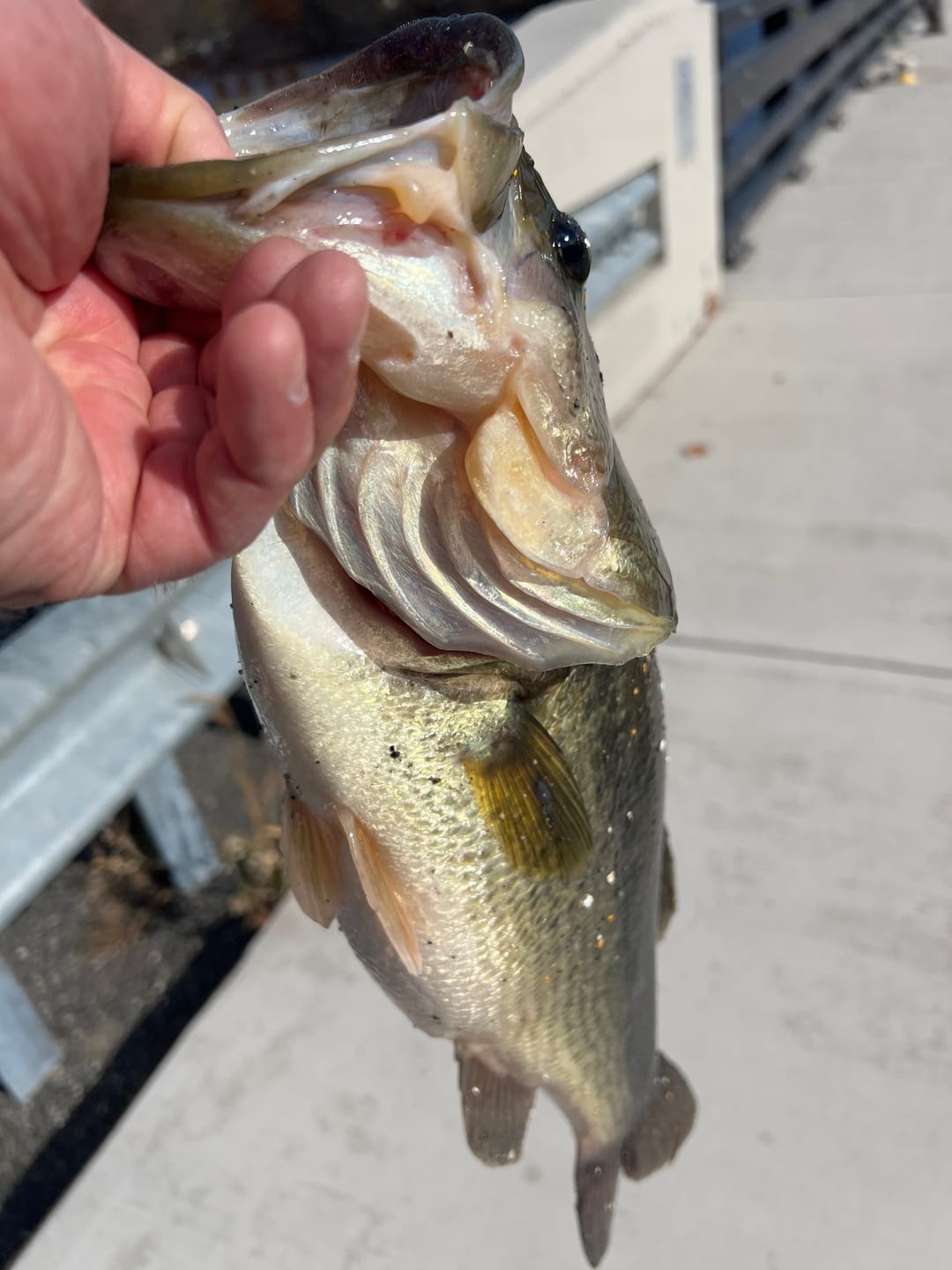 Customer photo review of Beyond Fluorocarbon Leader Material 50YD  Clear