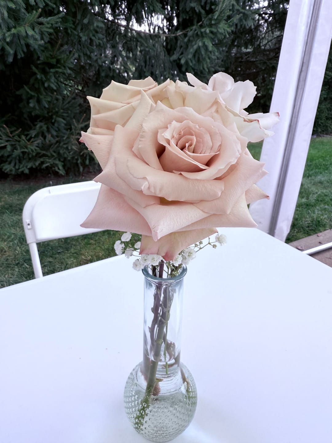 Customer photo review of Quicksand Roses