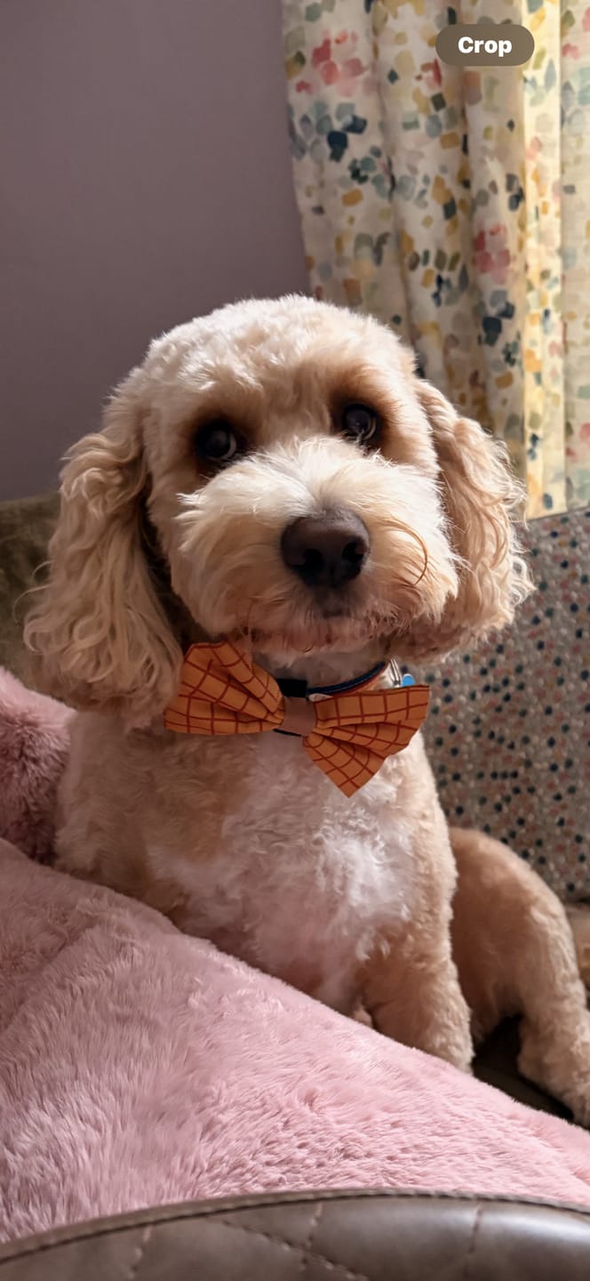 Customer photo review of Disney© Bow Tie - Woody