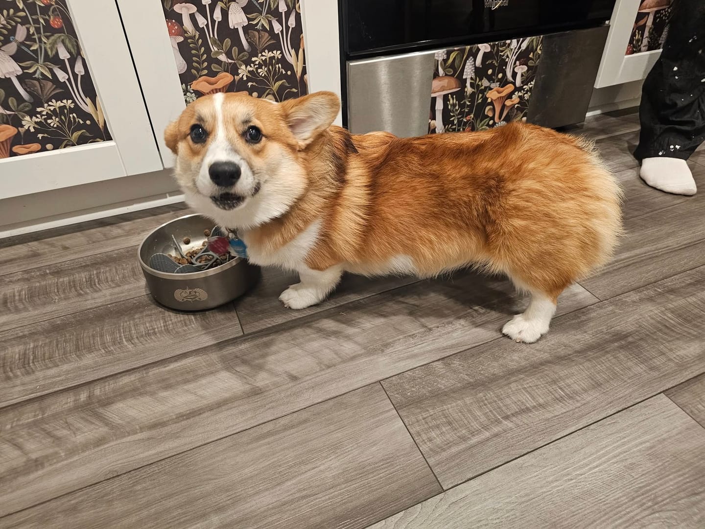Customer photo review of Custom Engraved Dog Bowl