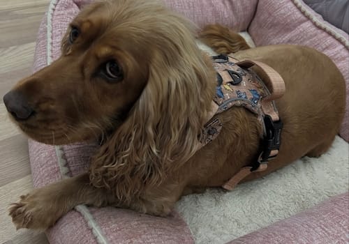 Customer photo review of Disney© Dog Blanket - Disney Dogs