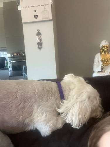 Customer photo review of PawLax Collar