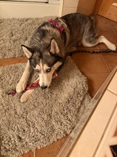 Customer photo review of 12 Inch Monster Braided Bully Stick