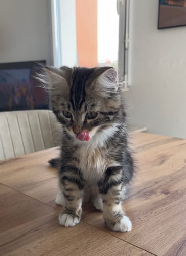 Avis photo d'un client sur Croquettes Chaton Sans Céréales - Poulet & Huile de Saumon