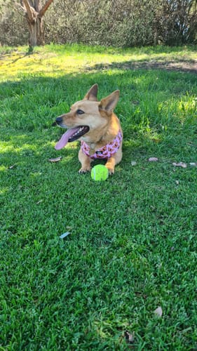 Customer photo review of Adjustable Dog Harness - Winging it