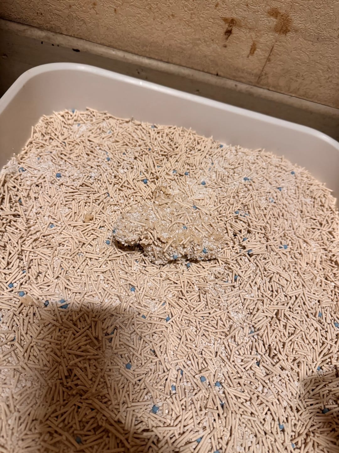 Customer photo review of 【庫存用】五吉貓 科學木薯貓砂 2.5KG單包