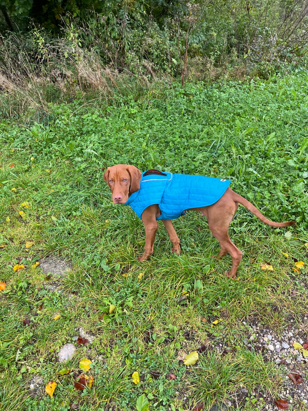 Customer photo review of Emmalove - Wasserdichte Hundeweste