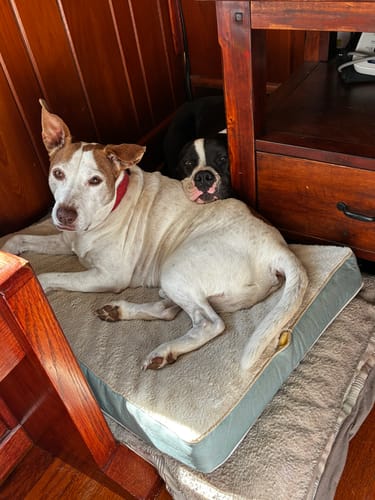 Customer photo review of FurLife™ - 8 Months All Natural Flea and Tick Collar for Dogs