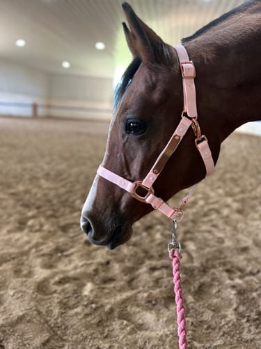 Customer photo review of iCavalos - Horse halter (7 Days)