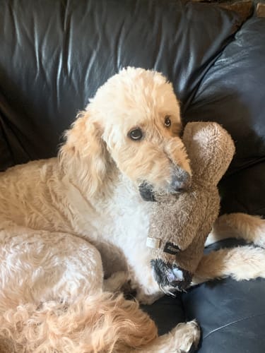 Customer photo review of DA-1™ Daily All-in-One Complete Care