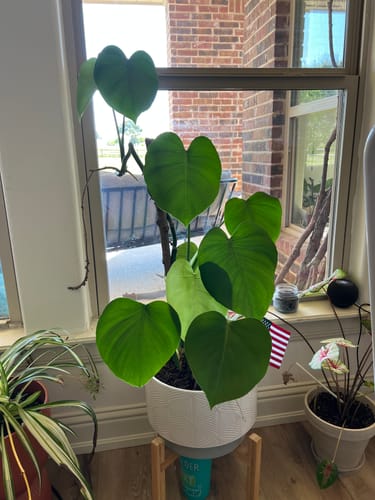 Customer photo review of Houseplant Pest Spray