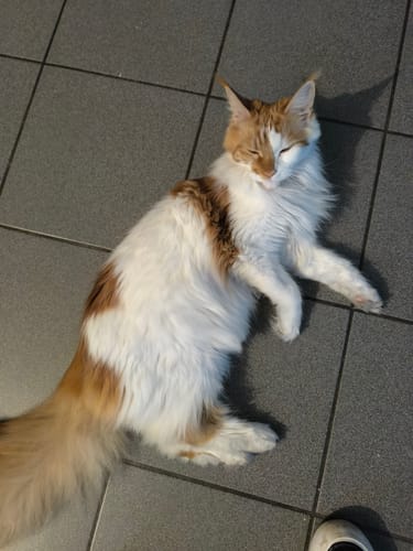 Avis photo d'un client sur Friandises Chat Relax - Saumon & Valériane