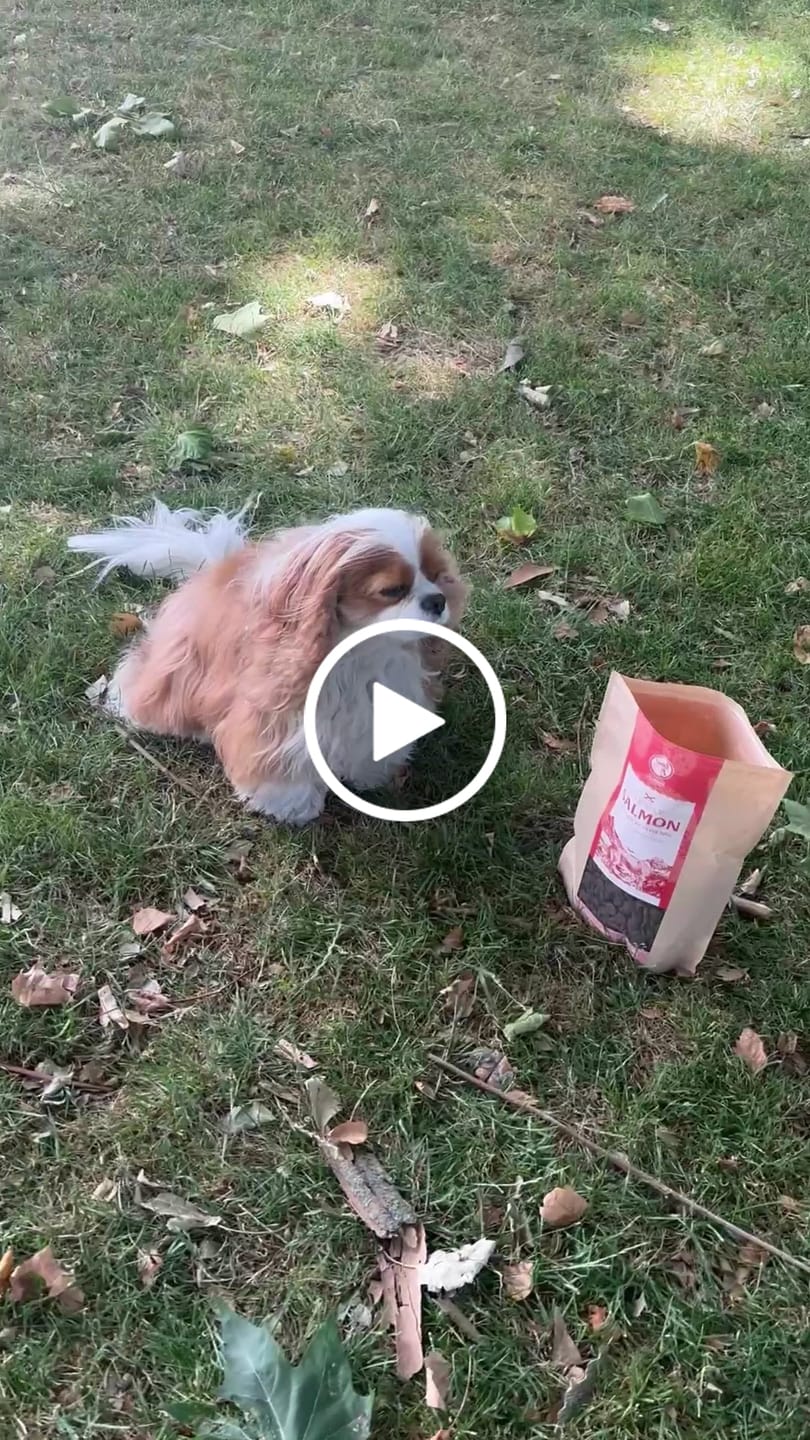 Customer video review of Scottish Salmon Dry Food