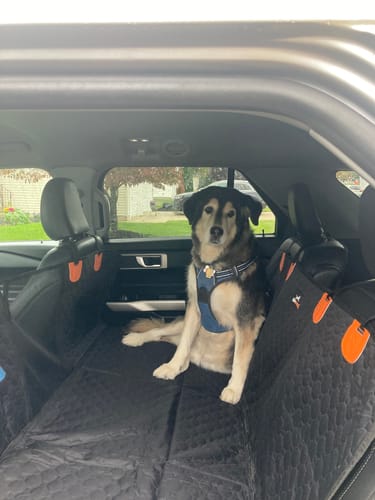 Customer photo review of RuffRover 2.0™ - Hard Bottom Dog Car Seat Protector