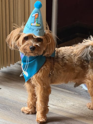 Customer photo review of Personalized Dog Party Pack