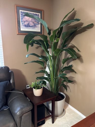 Customer photo review of Full Size Bird Of Paradise