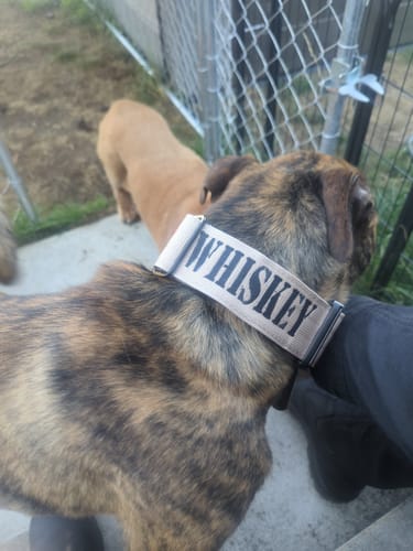 Customer photo review of 2" Tactik Dog Collar - Buttercream