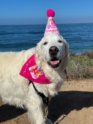 Customer photo review of Personalized Dog Party Pack
