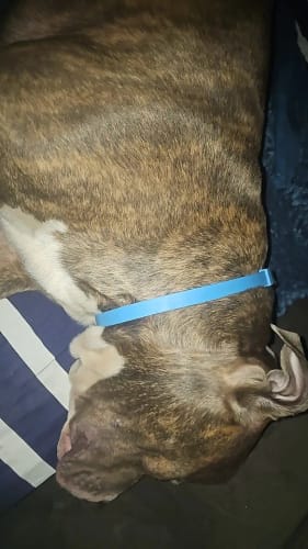 Customer photo review of PawLax Collar