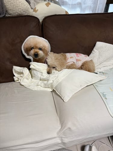 Customer photo review of 本物そっくり♪ペットクッション