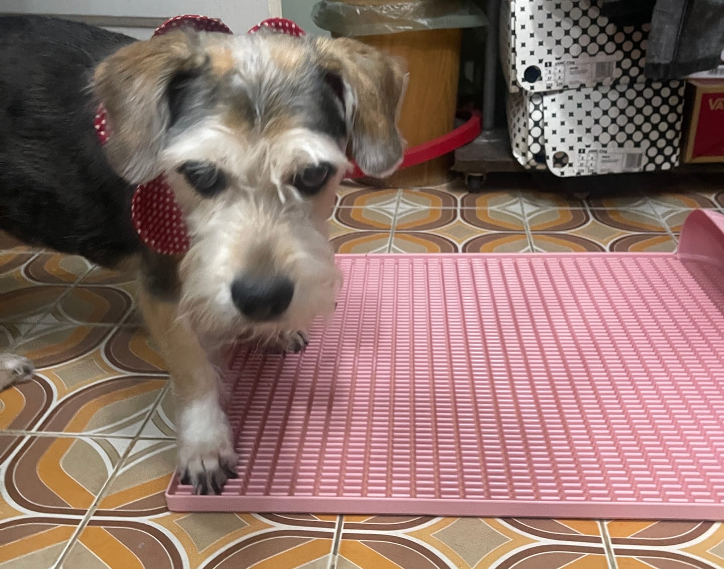 Customer photo review of Extended Protrusion Potty Pad (Size L)