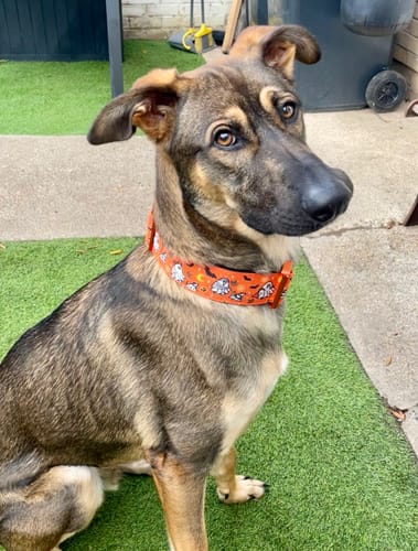 Barbara M. review of 5cm Lighter Combat® Collar | Halloween BooBillows image 1 out of 5