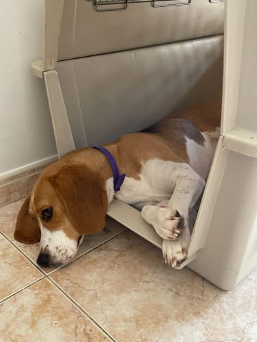 Customer photo review of PawLax Collar