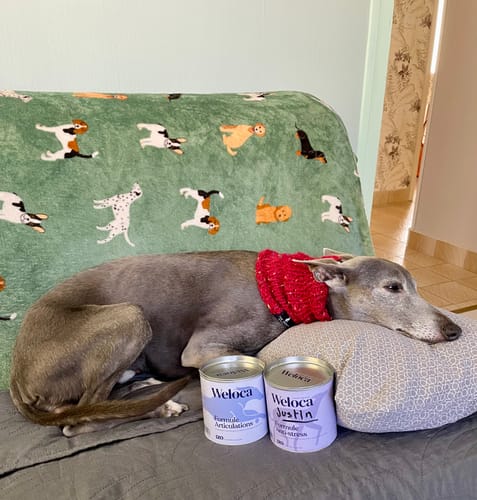 Customer photo review of Complément stress  | Chien