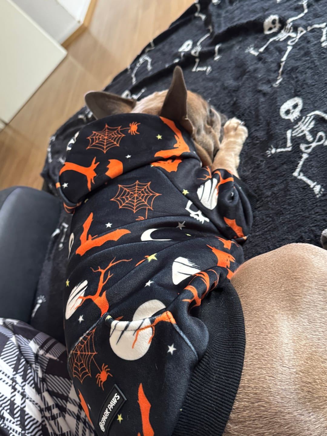 Customer photo review of Halloween Dog Hoodie - Orange