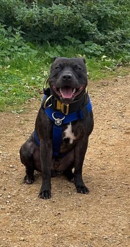 Kristin H. review of Training Anti Pull TRI-Harness® | M-XL Breeds - Blue image 1 out of 1