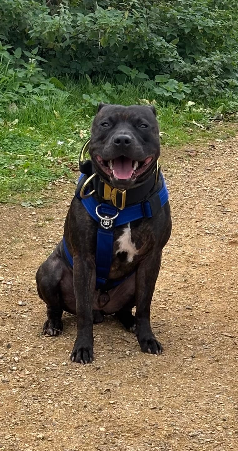 Customer photo review of Training Anti Pull TRI-Harness® | M-XL Breeds - Blue