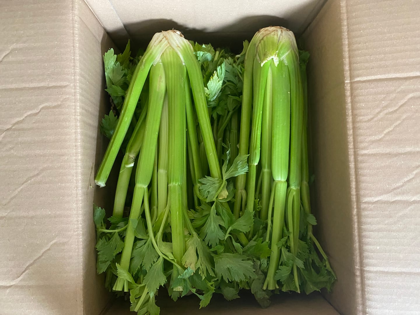 Customer photo review of Stangensellerie Bio regional (Permakultur)