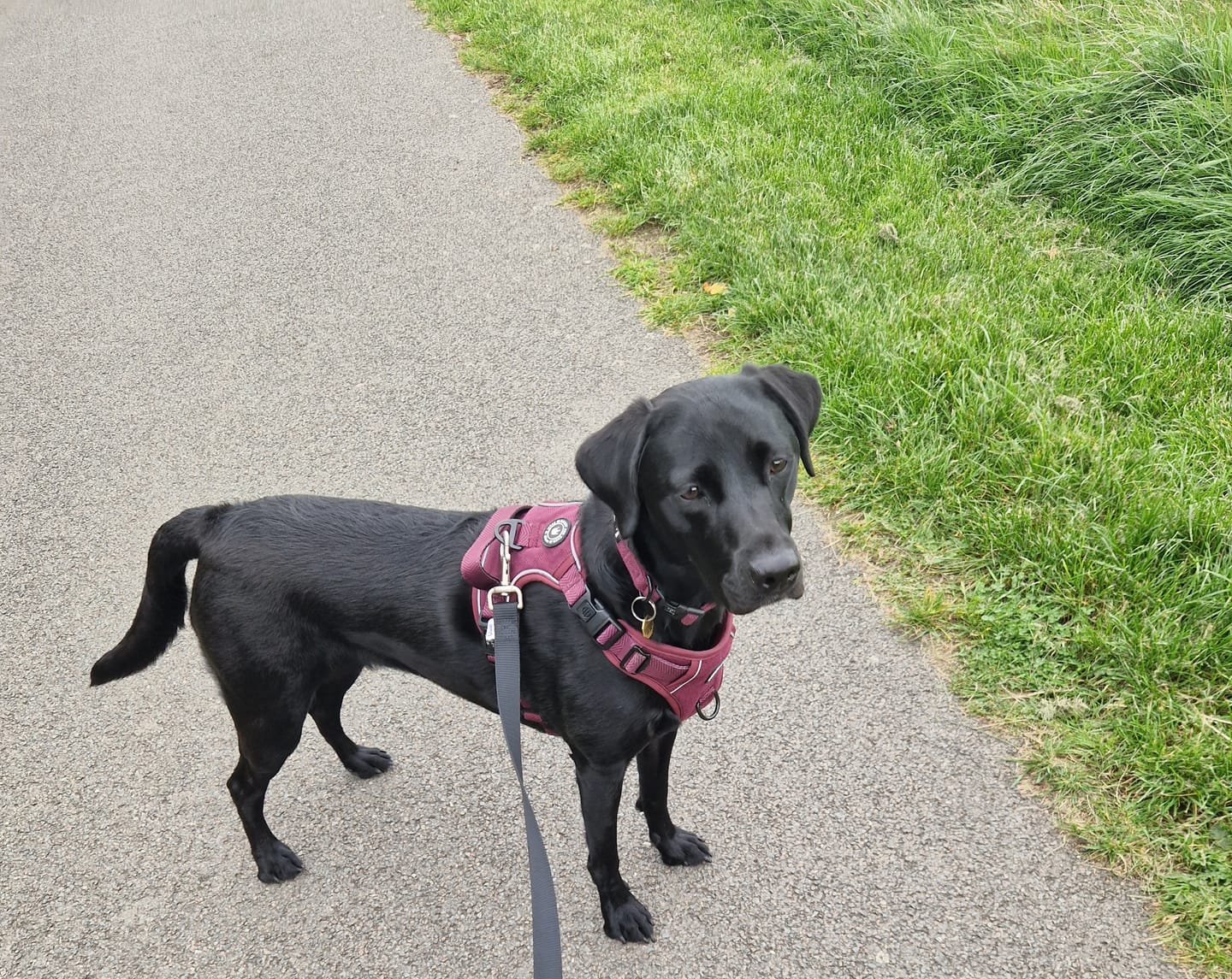 Customer photo review of Trail & Glow® Dog Harness - Mulberry Tweed