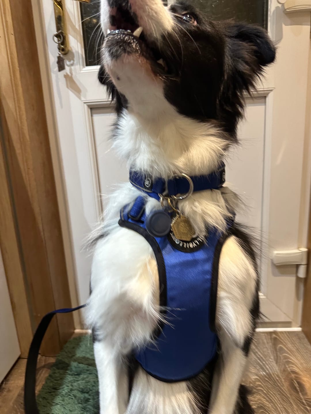 Customer photo review of Comfort Premium Harness | Non Restrictive - Blue