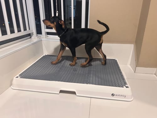 Customer photo review of Weasy Cão | Banheiro inteligente para cachorro
