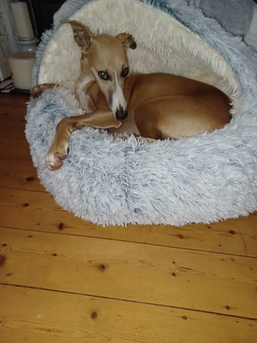 Customer photo review of Super Plush Cove Bed