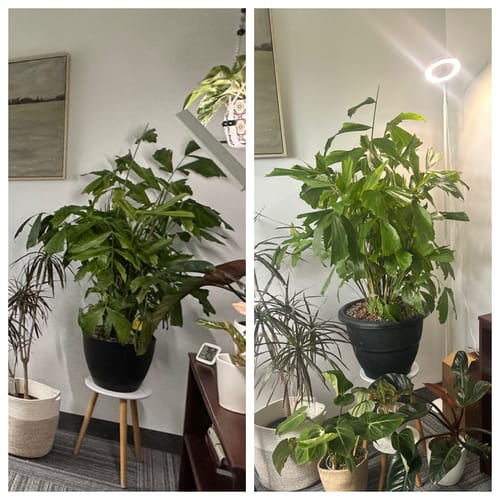 Cailin H. review of Soil Refresh image 1 out of 1