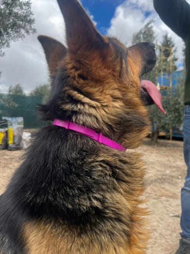 Customer photo review of PawLax Collar