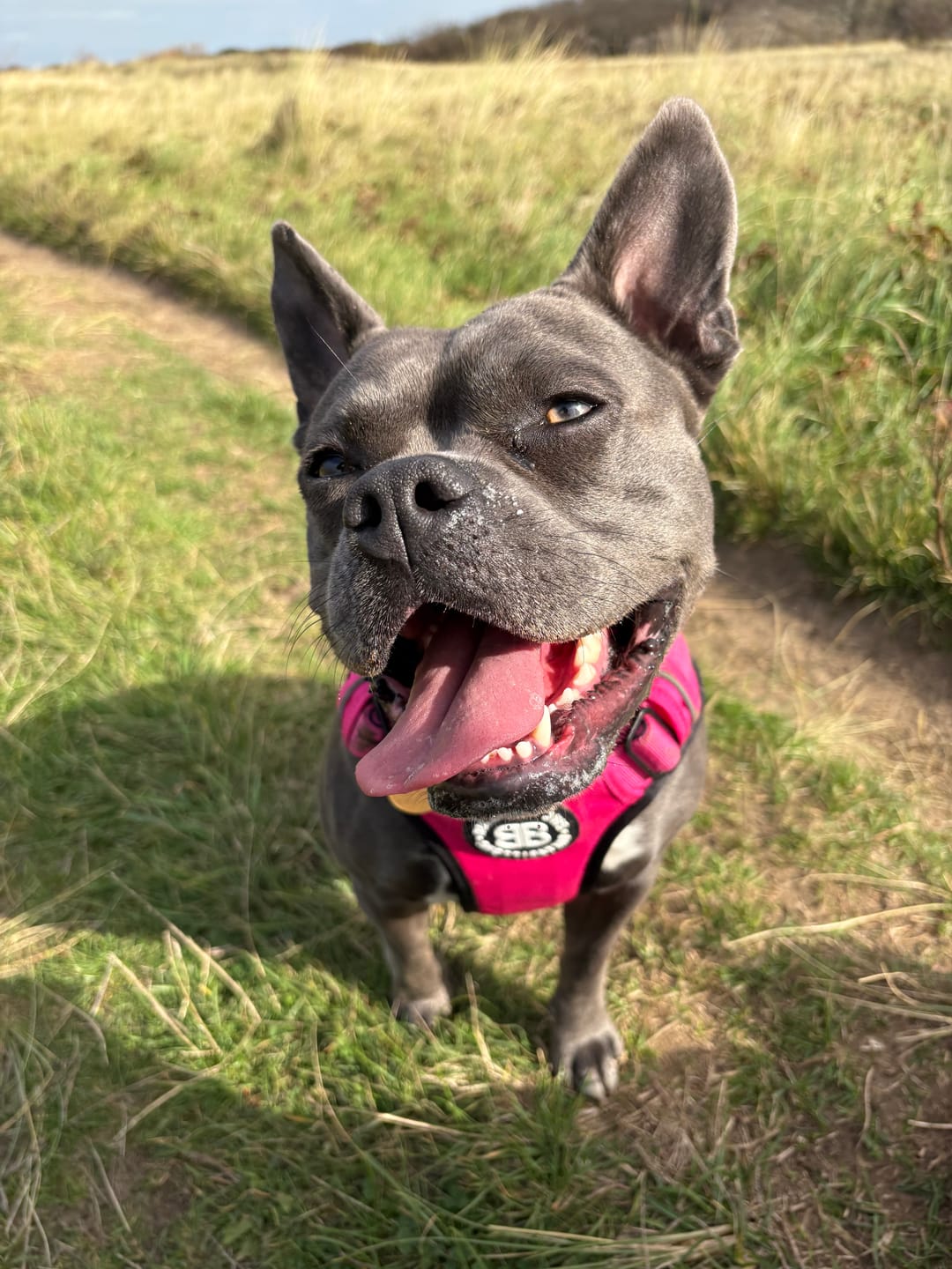 Customer photo review of Comfort Premium Harness | Non Restrictive - Magenta