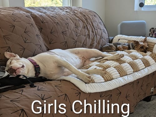 Customer photo review of Luxe Dog Bed - For The RuffRover 2.0™