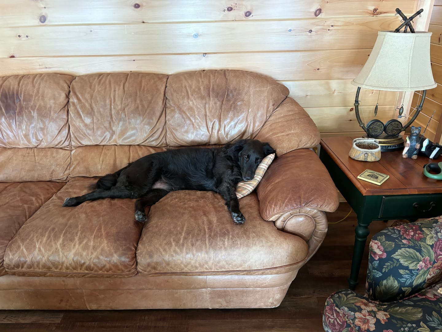 Customer photo review of Lamb Dog Food 1.5lb Frozen Rolls - Case of 8