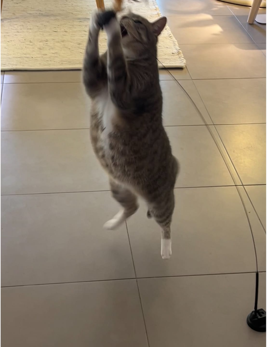 Customer photo review of Interactive Bird Simulation Cat Toy Set | Leo's Paw