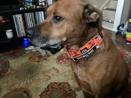 Jason H. review of 5cm Lighter Combat® Collar | Halloween BooBillows image 1 out of 1
