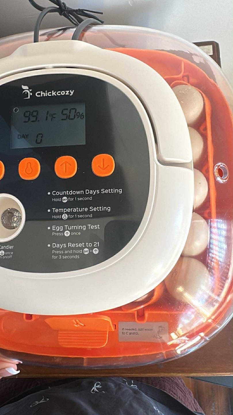 Customer photo review of Egg Incubator -25 Egg Capacity