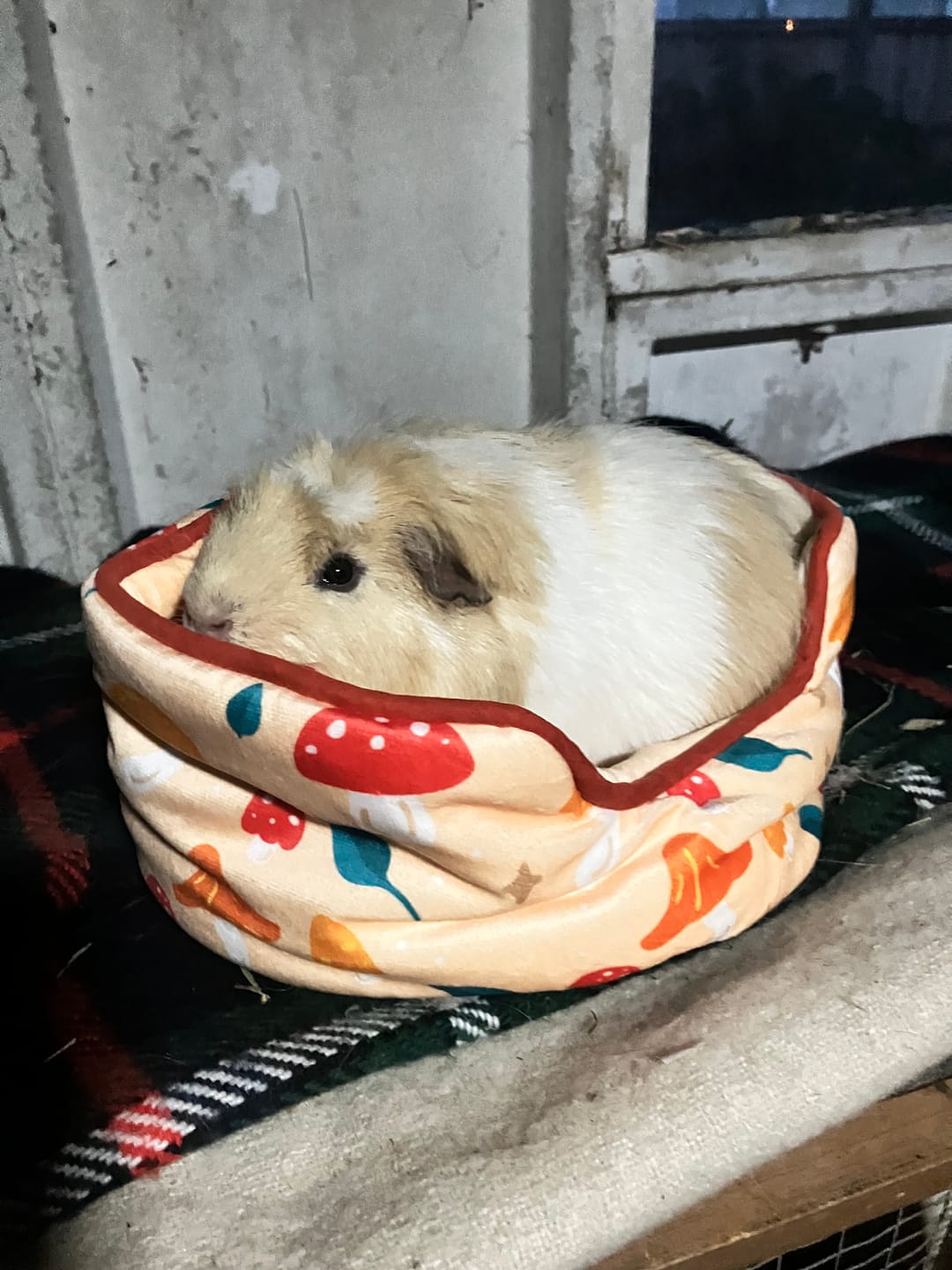 Customer photo review of Comfy Cuddle Cup for Guinea Pigs | Mushroom