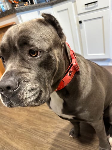 Customer photo review of 2" Luxe Martingale Dog Collar - Sofia