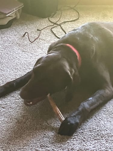 Customer photo review of 6 Inch Power Bully Sticks