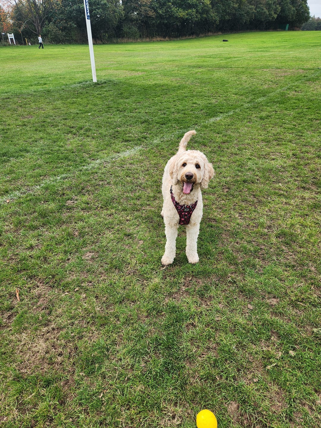 Customer photo review of Tough Trails™ Harness - Mable's Meadow