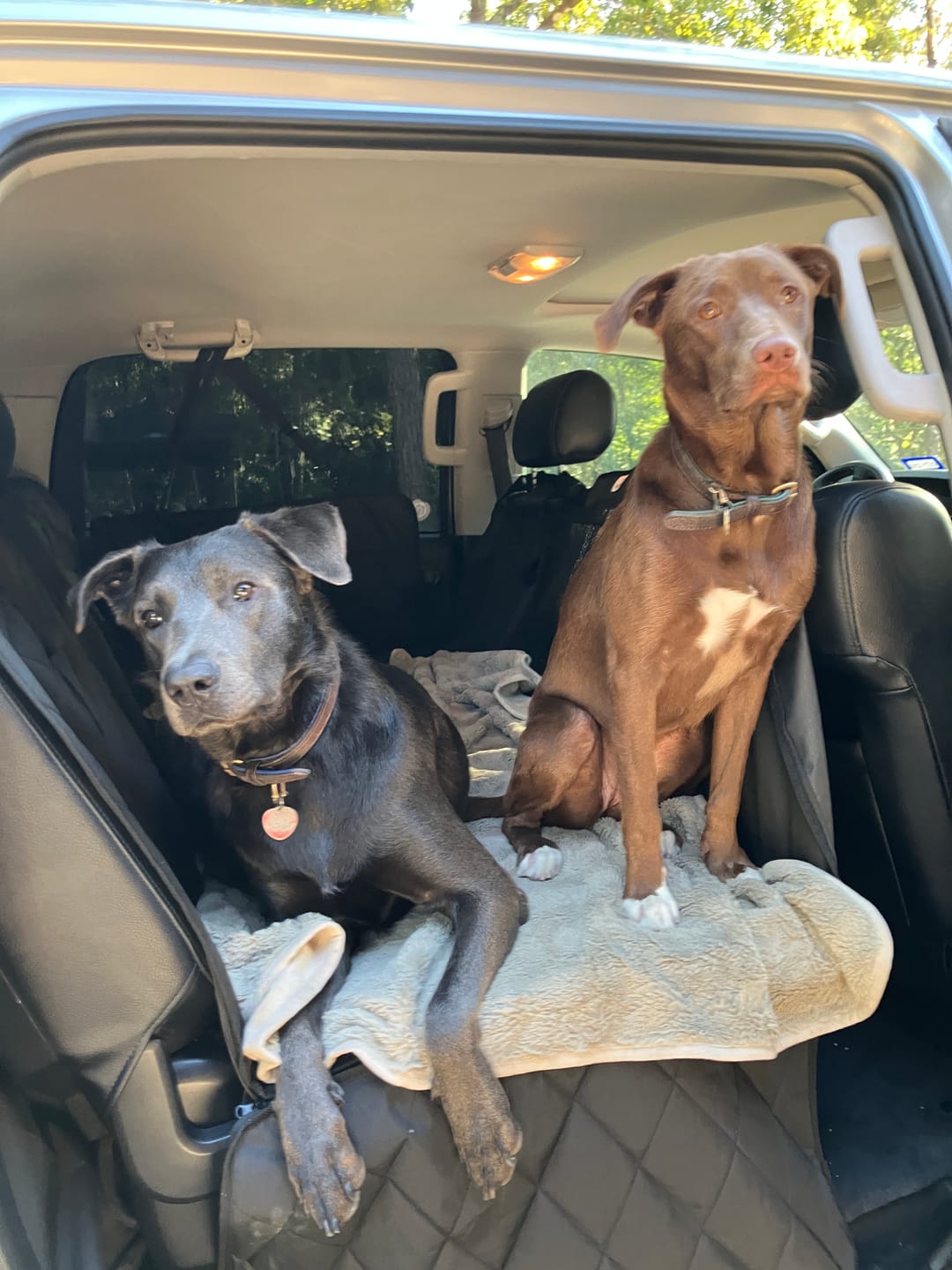 Customer photo review of Dog Deterrent Barrier